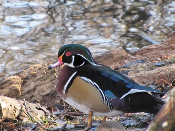 Wood duck